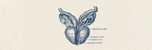 The Prostate Gland: A Guide to your P-Spot
